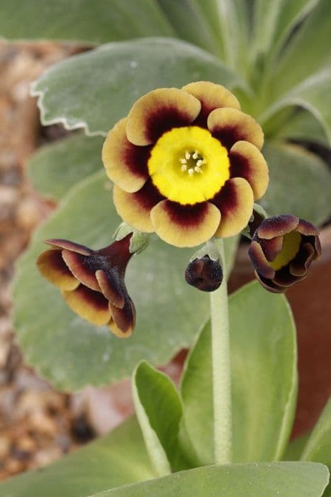 auricula 'Lee Paul'