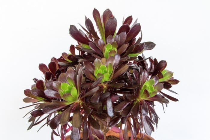 aeonium 'Merry Maiden'