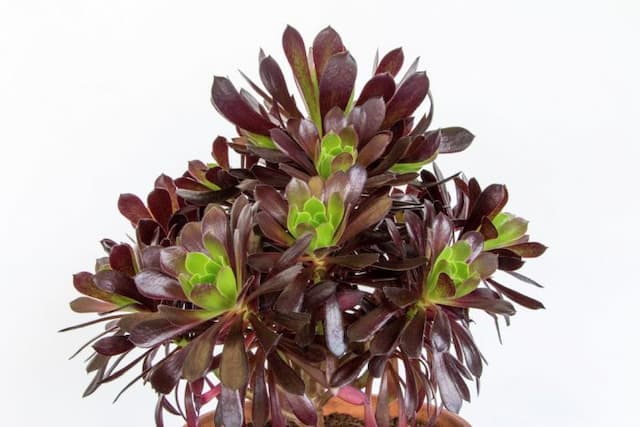 Aeonium 'Merry Maiden'