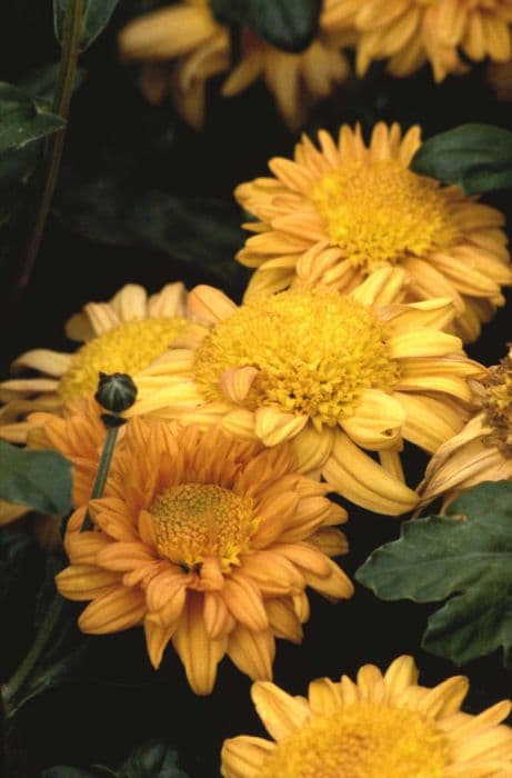 chrysanthemum 'Goodlife Sombrero'