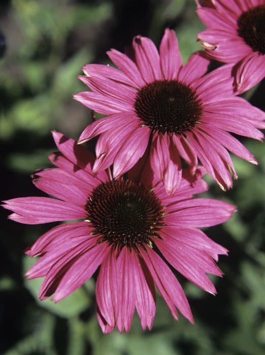 purple coneflower 'The King'