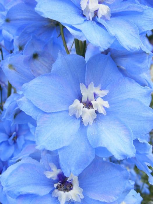 delphinium 'Centurion Sky Blue'