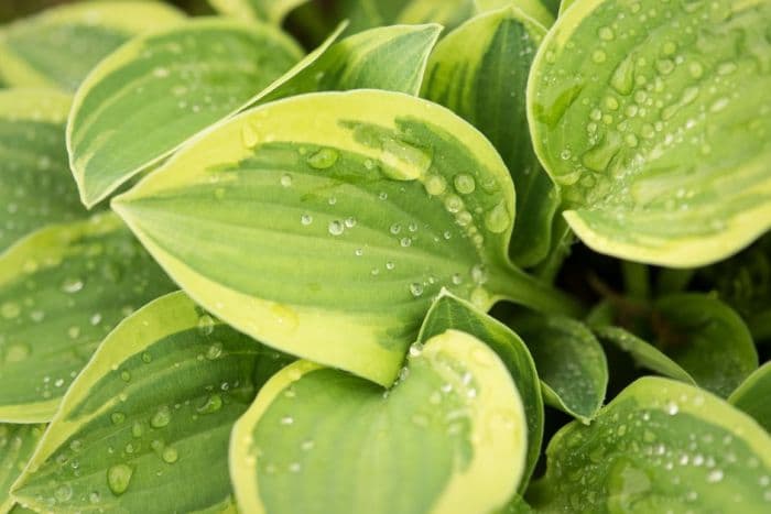 plantain lily 'Hope'