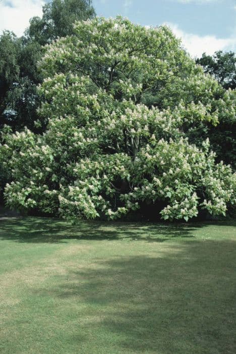 Indian bean tree