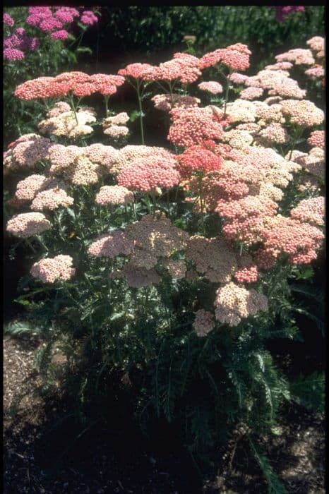 yarrow 'Belle Epoque'