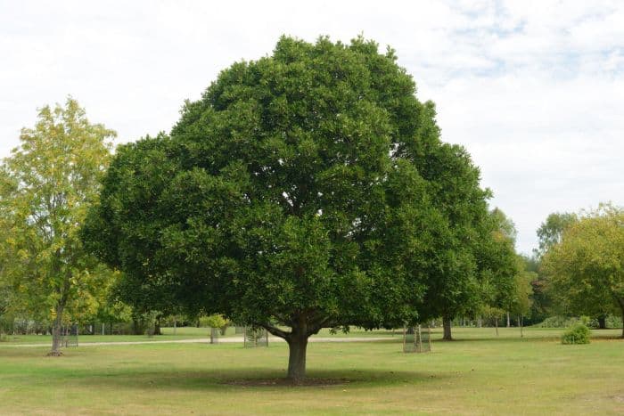 oak 'Pseudoturneri'