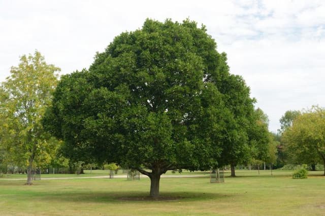 Oak 'Pseudoturneri'