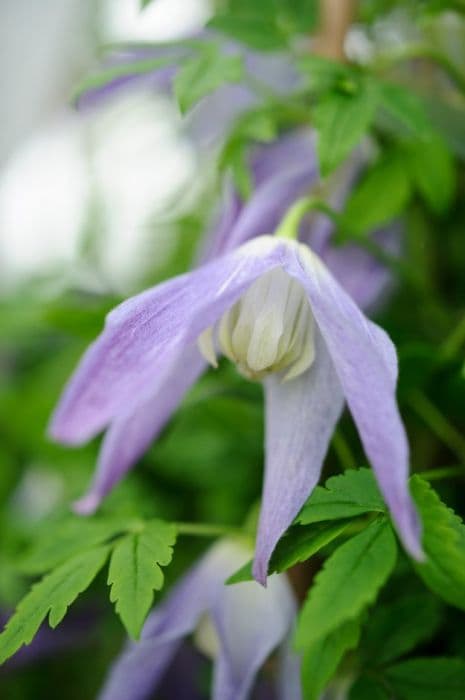 clematis 'Stephanie'