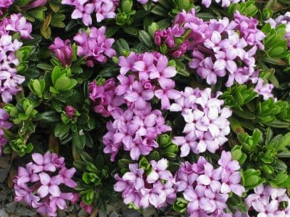 daphne 'Cheriton'