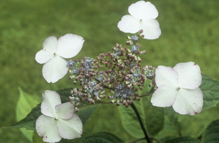 hydrangea 'Beni-yama'