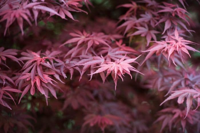 Japanese maple 'Skeeter's Broom'