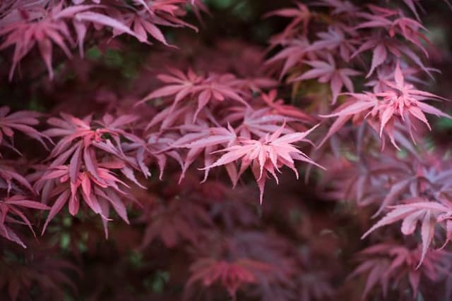 Japanese maple 'Skeeter's Broom'