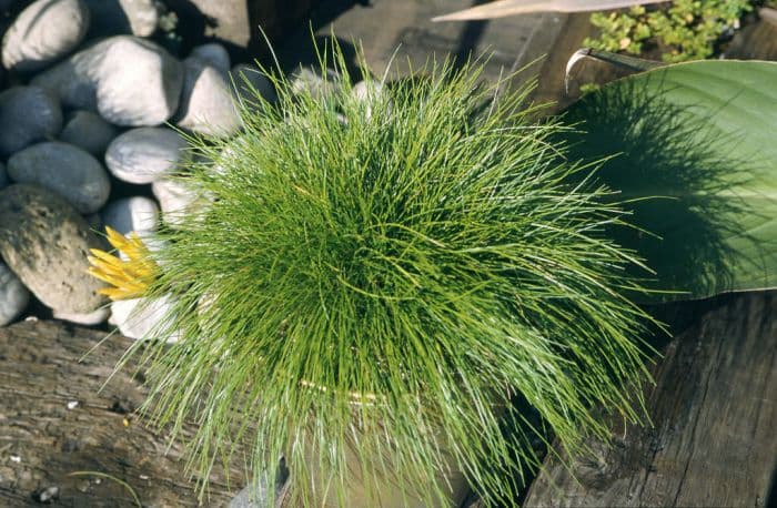 blue fescue 'Golden Toupee'