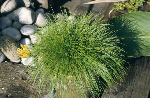 Blue fescue 'Golden Toupee'