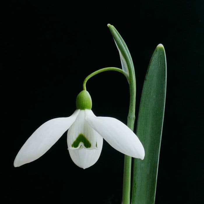 snowdrop 'Eliot Hodgkin'