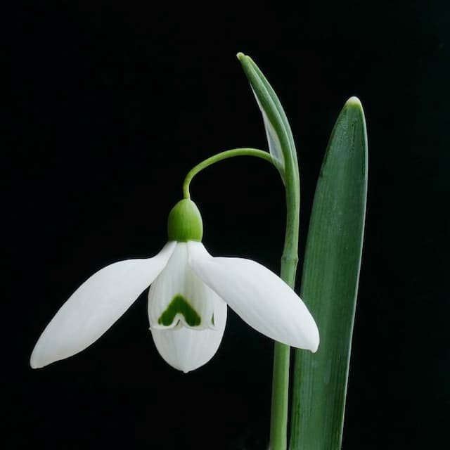 Snowdrop 'Eliot Hodgkin'