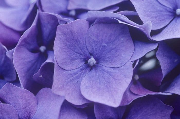 hydrangea 'Enziandom'