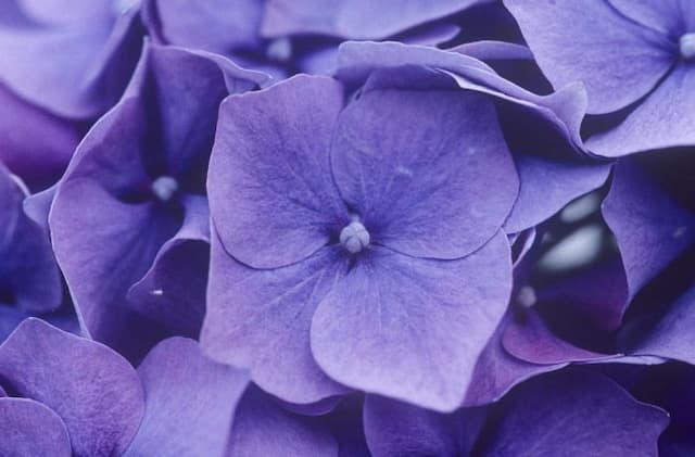 Hydrangea 'Enziandom'