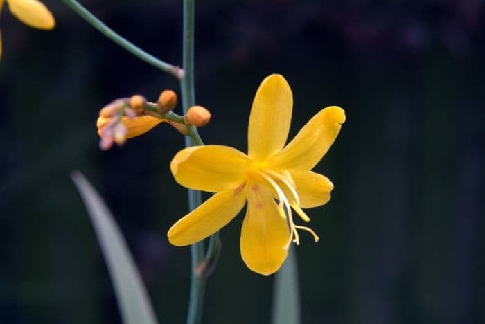 mont bretia 'Burford Bronze'