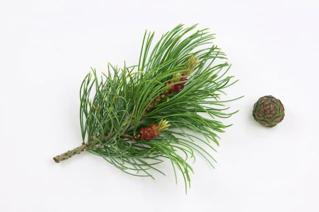 Japanese white pine 'Bonnie Bergman'