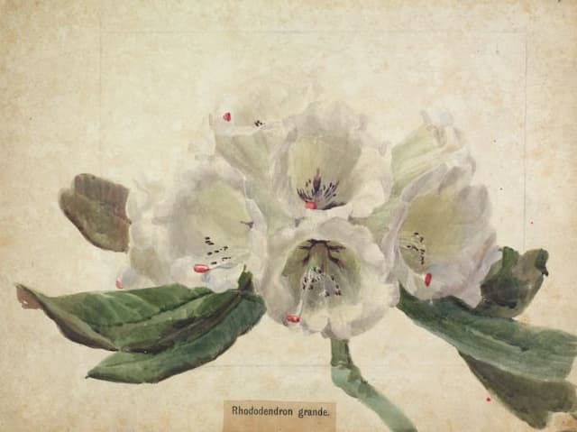 Large rhododendron