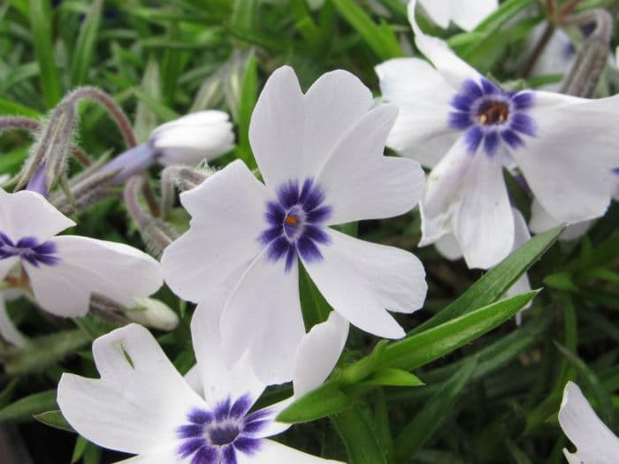 moss phlox 'Bavaria'