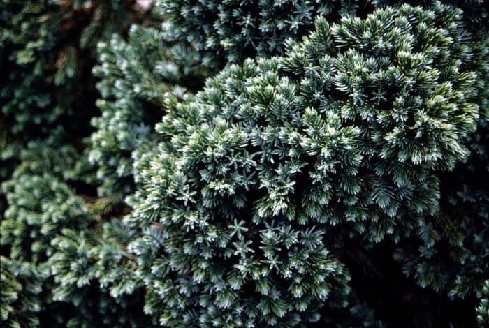 flaky Juniper 'Blue Star'