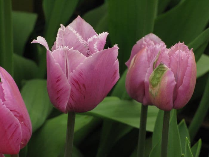 tulip 'Blue Heron'