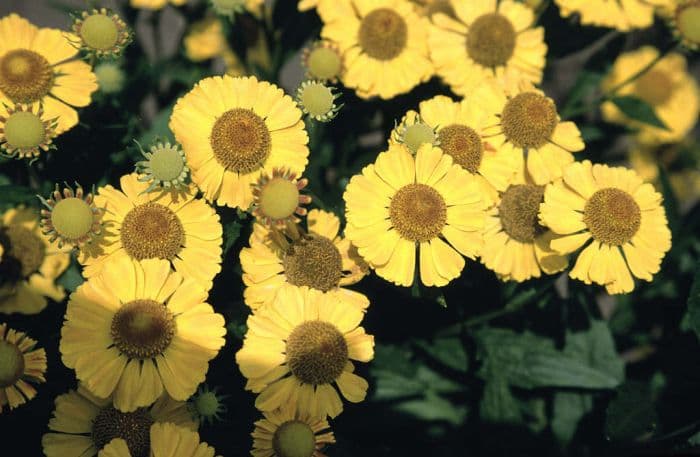 sneezeweed 'Blütentisch'