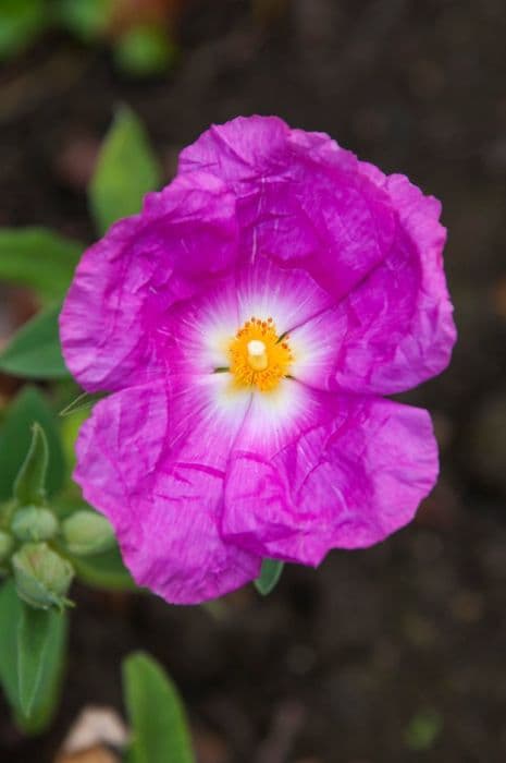 rock rose 'Peggy Sammons'