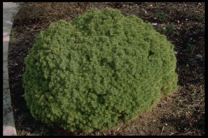 Alberta spruce 'Alberta Globe'