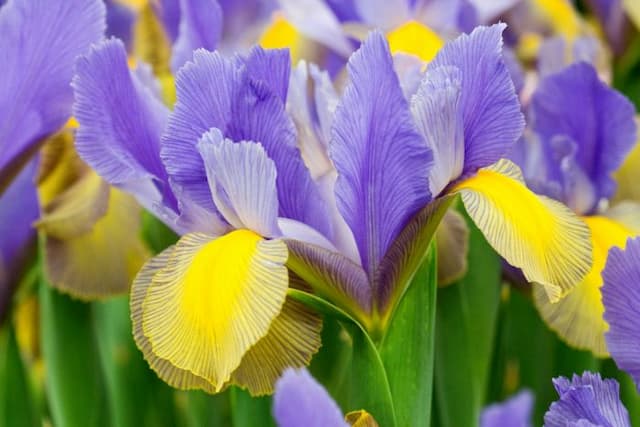 Dutch iris 'Gypsy Beauty'