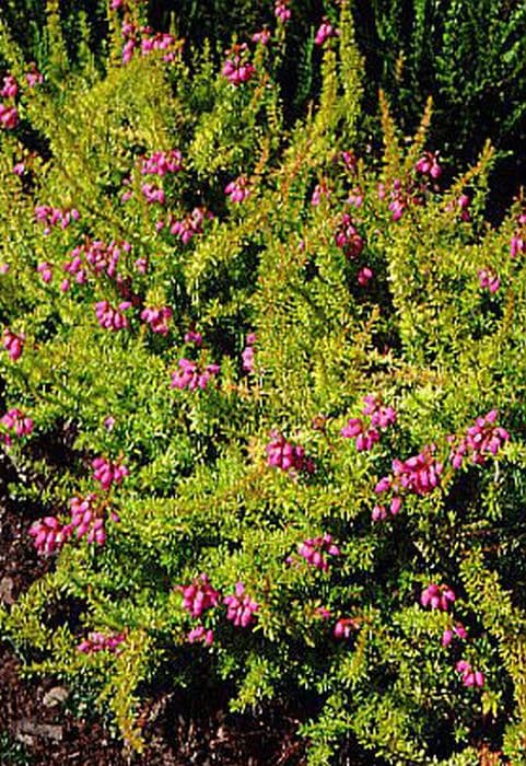 bell heather 'Windlebrooke'