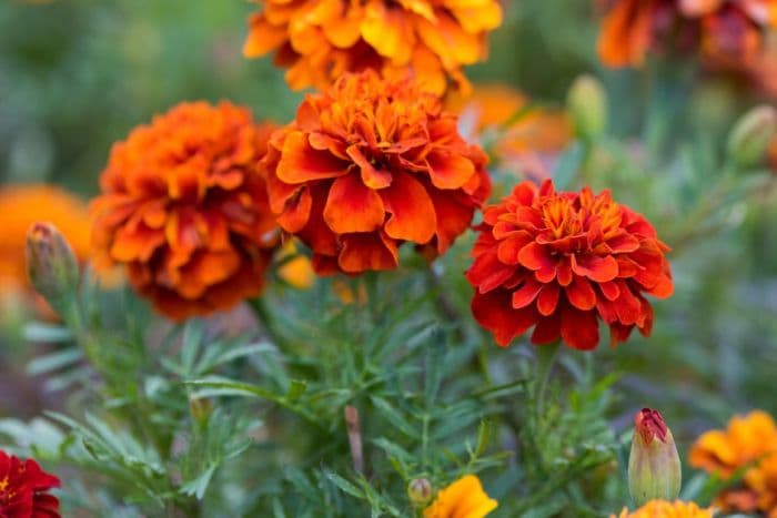 French marigold 'Fireball'