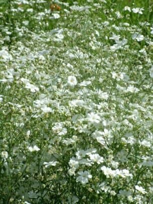 Annual Baby's Breath 'Covent Garden'