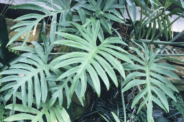 Cut-leaved philodendron