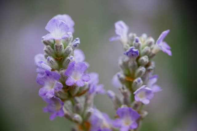 English lavender [Blue Ice]
