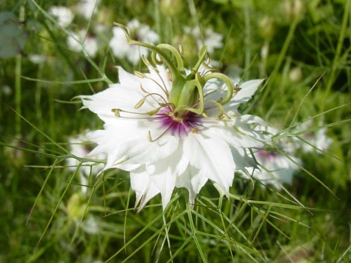 love-in-a-mist 'Miss Jekyll Alba'