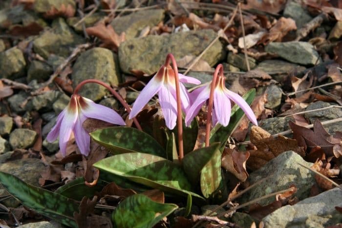 dog's tooth violet 'Pink Perfection'