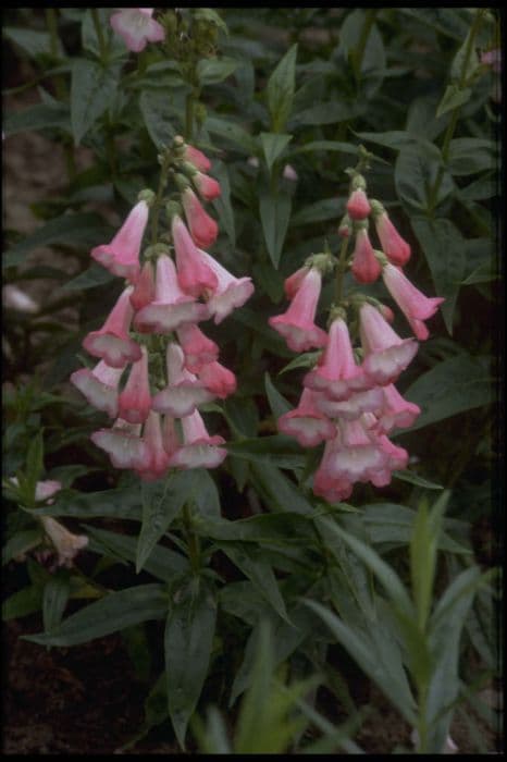 penstemon 'Beech Park'