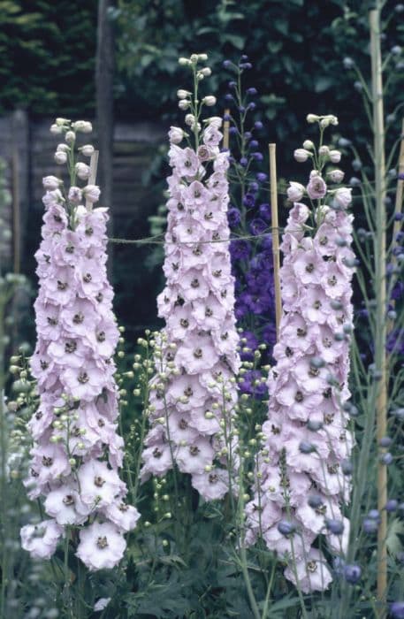 delphinium 'Summerfield Miranda'