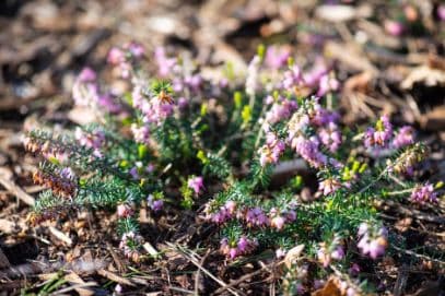 heather 'Gracilis'