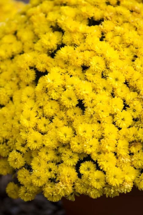 chrysanthemum 'Mezzo Gold'