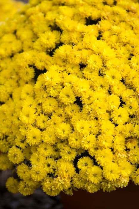 Chrysanthemum 'Mezzo Gold'