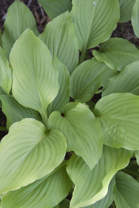 plantain lily 'Honeybells'