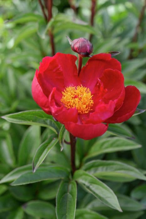 peony 'Lord Kitchener'