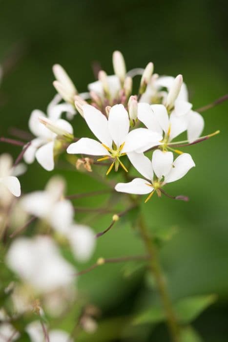 spider flower [Señorita Blanca]