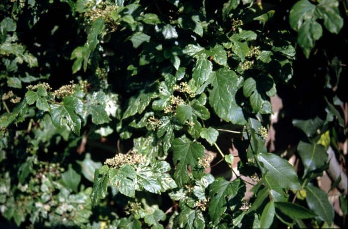 ampelopsis 'Elegans'