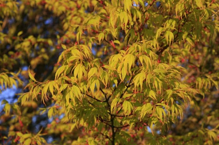 Japanese maple 'Katsura'