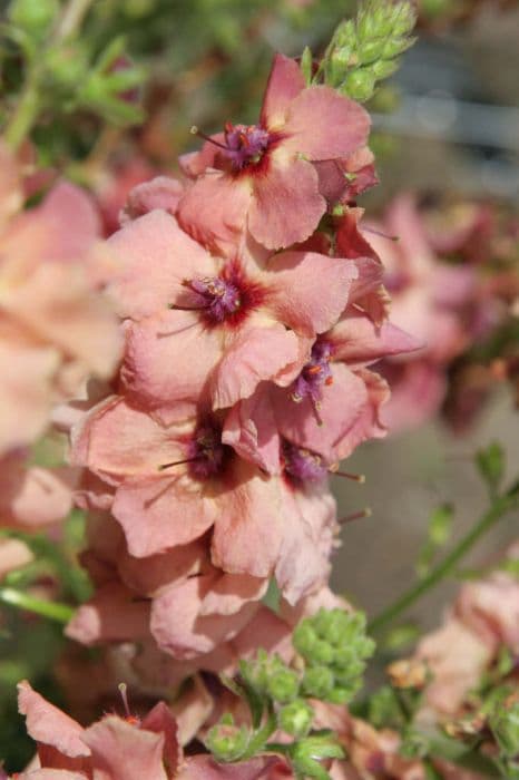 mullein 'Cotswold Beauty'